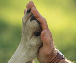 Amizade entre homens e animais Compaixão