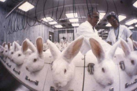Testes de cosméticos sendo conduzidos em coelhos