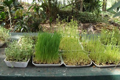 As melhores sementes para o cultivo