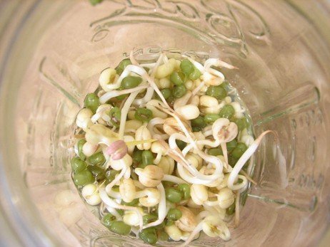 Germinar e hidratar para ter mais nutrientes